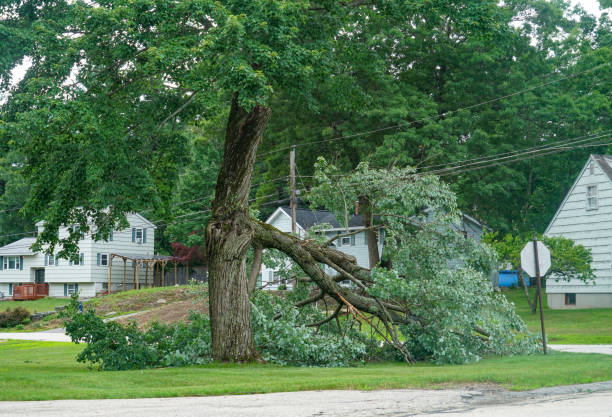 Best Residential Tree Removal  in Laredo, TX